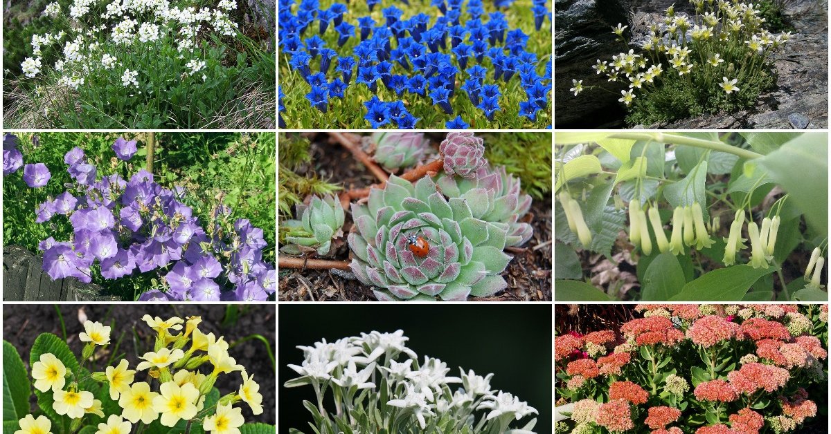 Растения для альпийской горки 79 фото названия цветов для дачи какие нужны многолетние сорта для цветения на все лето и как подобрать хвойные растения